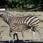   Autor: Materiały prasowe/wrocławskie zoo