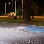 Dziki we Wrocławiu  Autor: Ewa Preisnar