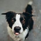 Miejsce 3. Border collie. To wspaniały, inteligentny pies pasterski. Trzeba jednak...