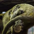   Autor: ZOO Wrocław
