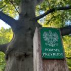 Pomniki przyrody we Wrocławiu  Autor: Jakub Jurek