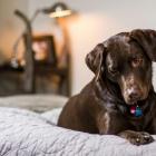 Labrador  Na zdjęciu o umaszczeniu czekoladowym, ale są też psy o innym umaszczeniu:...