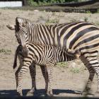   Autor: Materiały prasowe/wrocławskie zoo