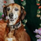   Vigo&nbsp; to 9-letni pies, kt&oacute;ry wr&oacute;cił z adopcji. W schronisku od...