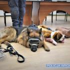 Policjanci przeszli szkolenie z udzielania pierwszej pomocy psom  Autor: KMP we Wrocławiu
