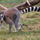 fot. Zoo Łączna
