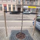   Autor: Wojciech Kulig