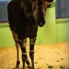 Okapi  Autor: ZOO Wrocław