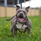 Luna to 5-letnia suczka w typie american bully. Do schroniska oddana przez właściciela....