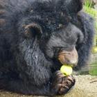   Autor: Wrocławskie zoo