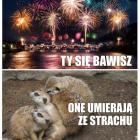   Autor: ZOO Wrocław