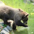   Autor: Wrocławskie zoo