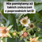   Autor: mat. Truskawki od Karola/screen