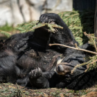 Niedźwiedzica Całka / fot. ZOO Wrocław