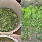 Marihuana w lesie pod Wrocławiem. Plantator udawał grzybiarza  Autor: Policja Dolnośląska