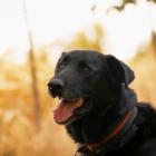 Blacky ma 9 lat i trafił do schroniska za pierwszym razem jako znaleziony. Został potem...