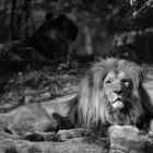   Autor: Materiały prasowe/wrocławskie zoo