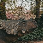   Autor: Alina Metelytsia/Ogród botaniczny UWr