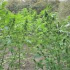 Marihuana w lesie pod Wrocławiem. Plantator udawał grzybiarza  Autor: Policja Dolnośląska
