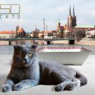 Kuweta z kolekcji British  Autor: 50 Cats