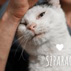 SZPARAG! Szparag ma ok. 7 lat, jest wykastrowany, testy fiv i felv ujemne, odrobaczony,...