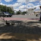 Kaczy spacer - plac Orląt Lwowskich, Wrocław  Autor: mgo
