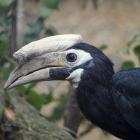   Autor: Materiały wrocławskiego zoo
