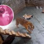 fot. zoo screen