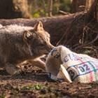 fot. ZOO Wrocław