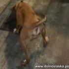 fot. Policja Dolnośląska