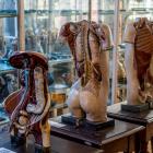   Muzeum Anatomii, ul. Chałubińskiego 6a  

 Muzeum zazwyczaj dostępne jest dla...