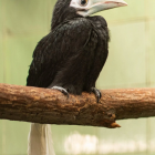 Dzioborożce palawańskie w ZOO Wrocław / fot. ZOO Wrocław