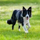   Border collie.  To pies pod każdym względem wyjątkowy. Uchodzi za...