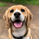  4Pets, ul. Wilczkowska 4,8 / 400 opinii 

 Podobnie jak w każdym z najwyżej ocenianych...