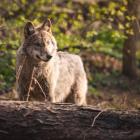 fot. ZOO Wrocław
