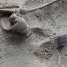 fot. Pracownia Badań Historycznych i Archeologicznych „Pomost”