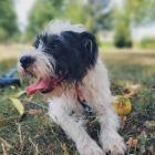   Neska  szuka nowego domu już od wiosny. Ma 9 lat. To mała terierkowata suczka. Jest...