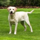   Labrador retriever.  To jedna z najbardziej rozpoznawalnych i najpopularniejszych ras...
