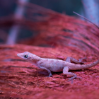 Anolis pogus
/ fot. ZOO Wrocław