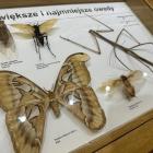 zdjęcie nr 55