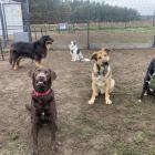 Fot. Dogotel 

  Dogotel  

 Zlokalizowany w zachodniej części Wrocławia, na...