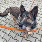  fot. TOZ Wrocław 

  Bies&nbsp; ma około 10 lat i trafił do schroniska jako znaleziony...