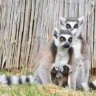 fot. Zoo Łączna