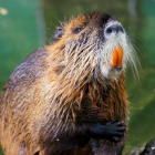 Nutria. Jak odróżnić ją od bobra? Zwróć uwagę na ogon i zęby. Ogon nutrii jest długi,...