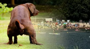 Zapłaciłam za psa na plaży, a oni kazali mi sprzątać jego kupę! [LIST DO REDAKCJI]