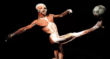 Wystawa BODY WORLDS we Wrocławiu przedłużona do 30 czerwca!