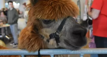Dolnośląskie Targi Zoologiczne dziś na Stadionie. A na nich węże, alpaki i jeże