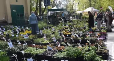 Zioła, kwiaty, drzewa cytrynowe i rękodzieło. Tak wygląda kiermasz ogrodniczy 