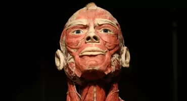 BODY WORLDS we Wrocławiu - To wystawa o życiu i zdrowiu, którą trzeba zobaczyć!