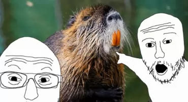 To nie „bober”, a nutria! Czy potrafisz rozróżnić te zwierzęta z wrocławskiego zoo? 
